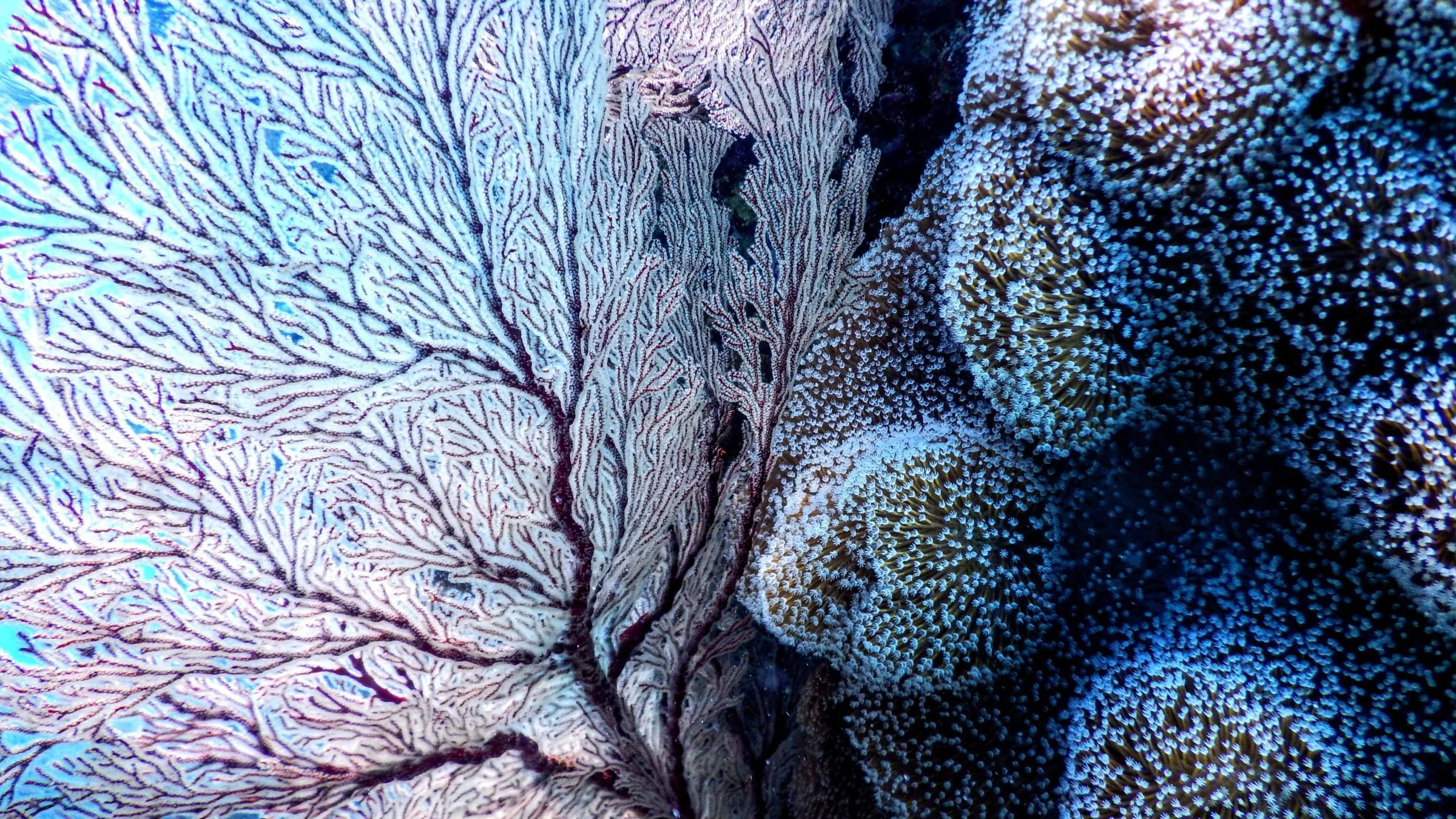 neural_networks_cover